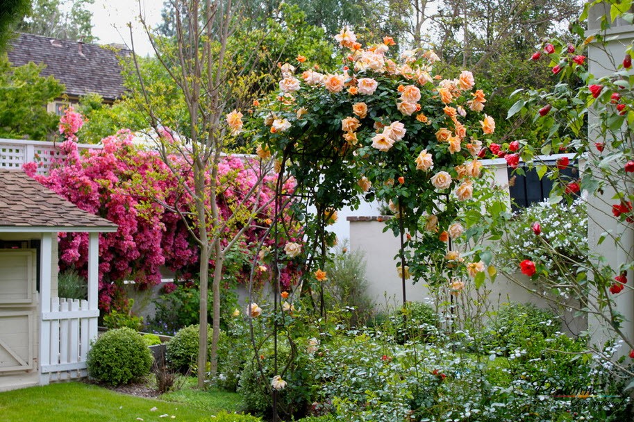 Розы и их использование в дизайне сада